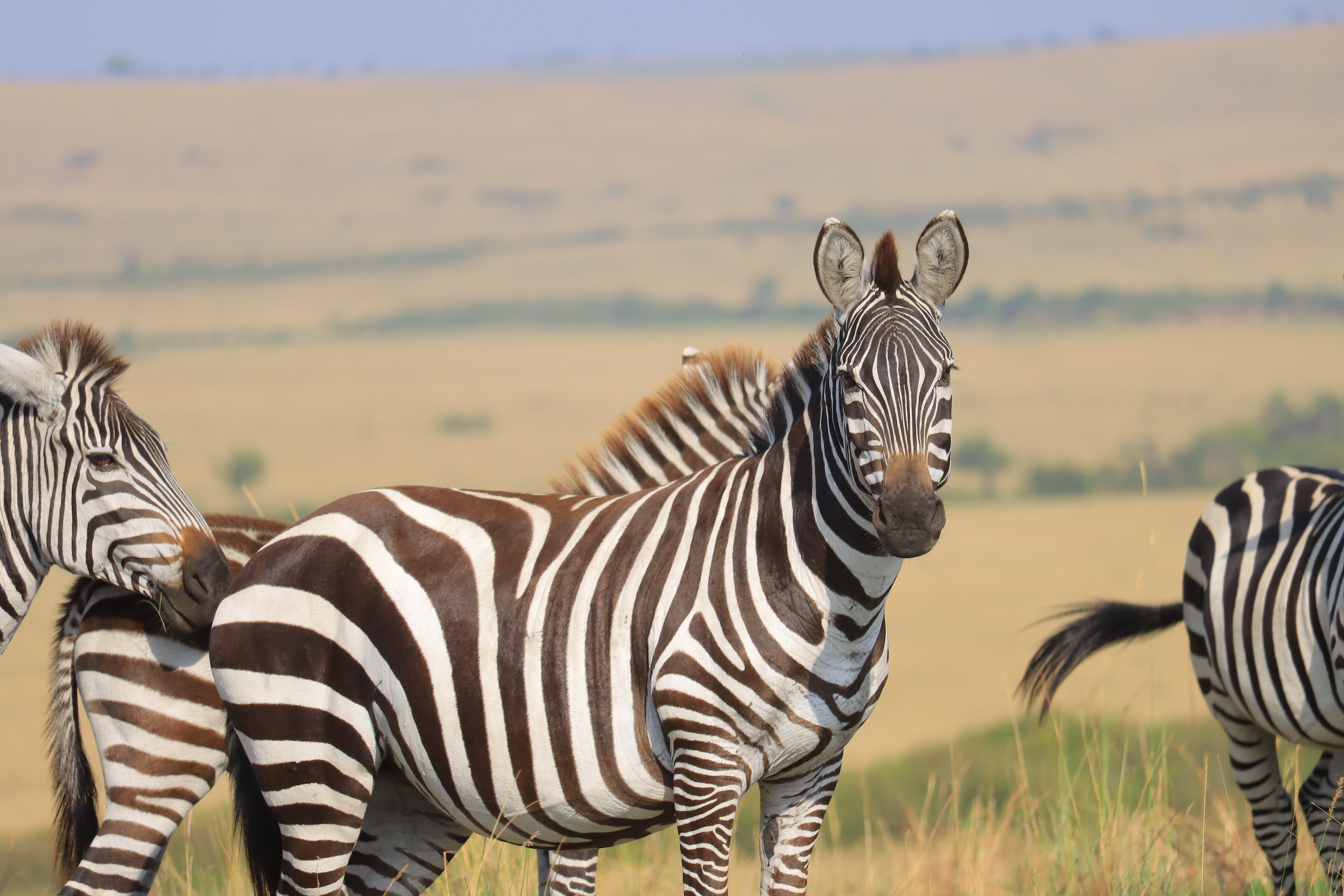 Zebras standing across a grassy open plain