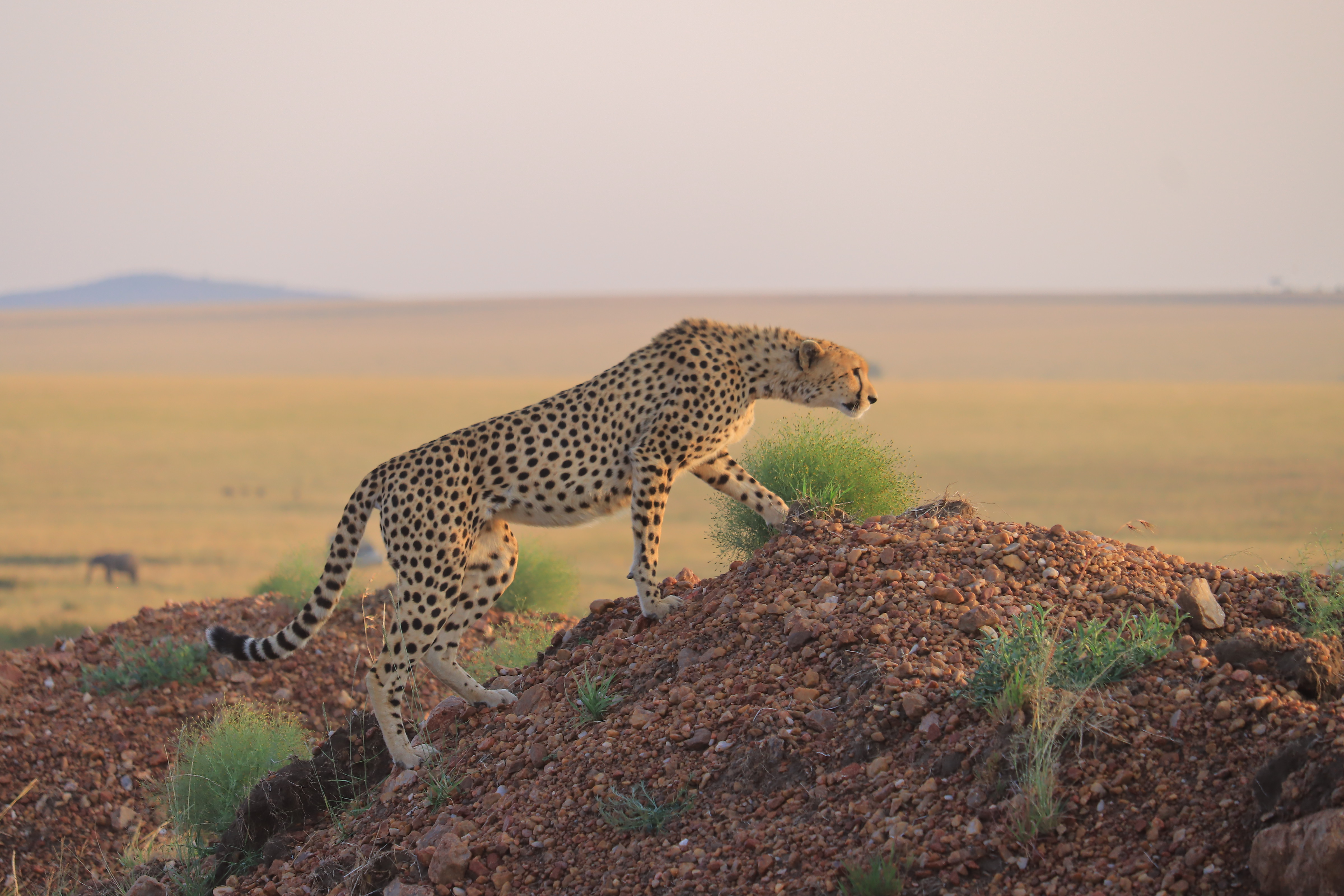 A cheetah resting on a rise in the savannah